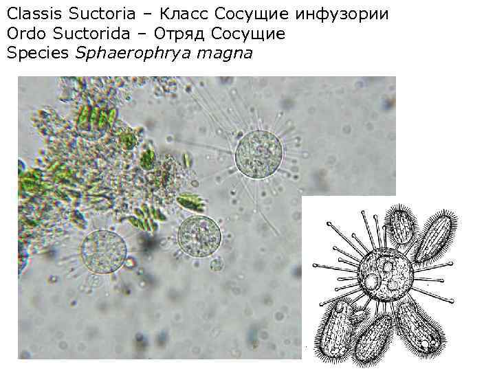 Classis Suctoria – Класс Сосущие инфузории Ordo Suctorida – Отряд Сосущие Species Sphaerophrya magna