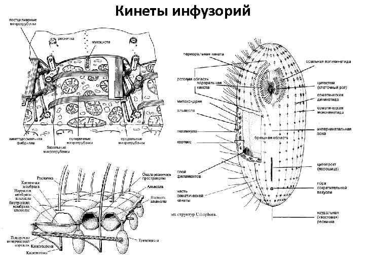 Кинеты инфузорий 