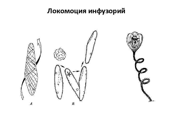 Локомоция инфузорий 