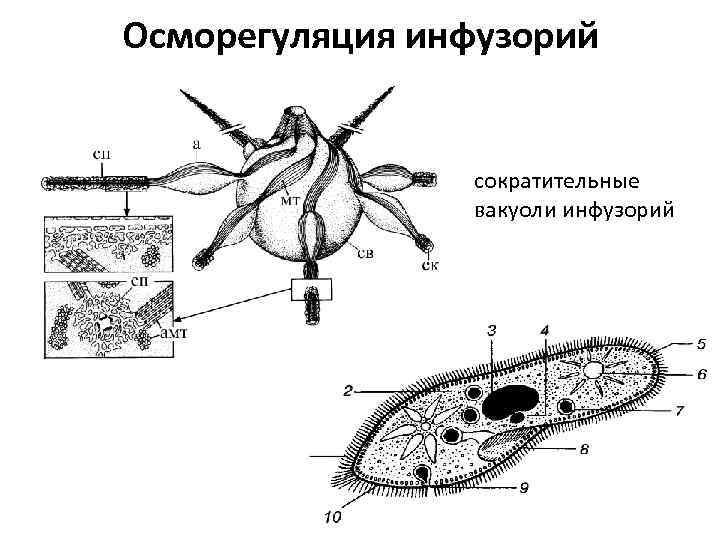 Осморегуляция инфузорий сократительные вакуоли инфузорий 