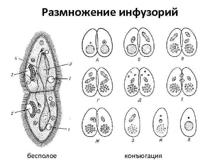 Размножение инфузорий бесполое конъюгация 