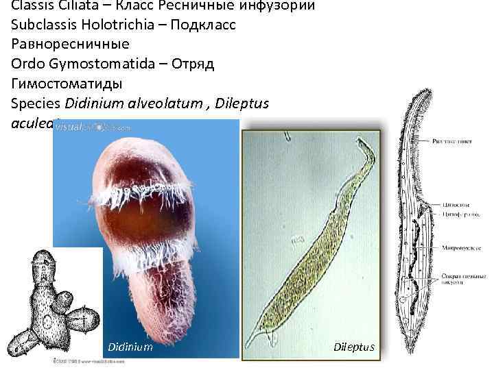 Classis Ciliata – Класс Ресничные инфузории Subclassis Holotrichia – Подкласс Равноресничные Ordo Gymostomatida –