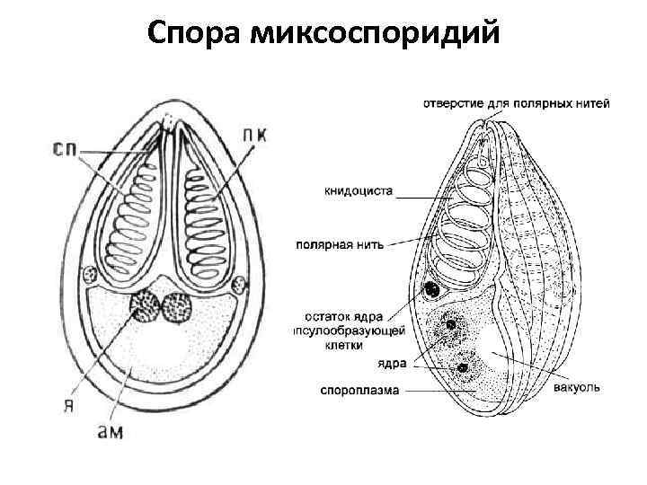 ЛЕКЦИЯ 6 ТИП МИКСОСПОРИДИИ Myxozoa ТИП МИКРОСПОРИДИИ Microspora