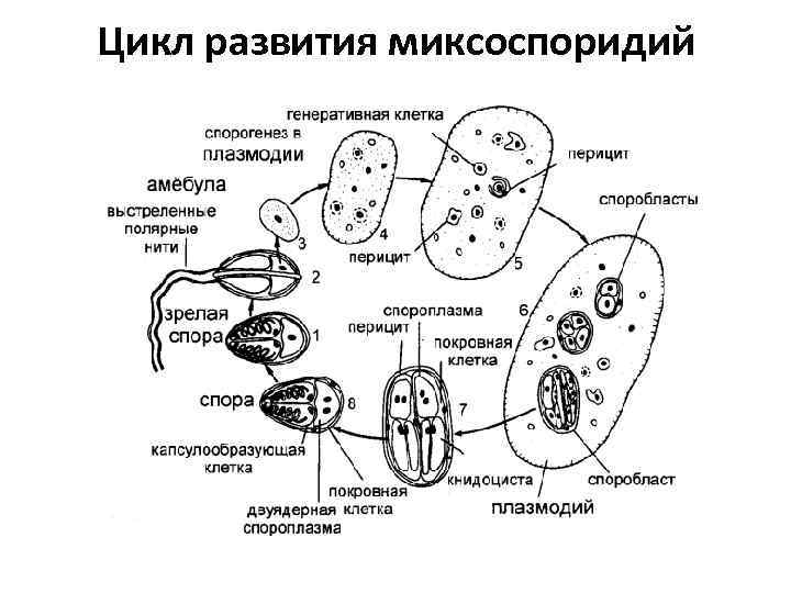 Цикл развития миксоспоридий 