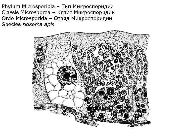 Phylum Microsporidia – Тип Микроспоридии Classis Microsporea – Класс Микроспоридии Ordo Microsporida – Отряд