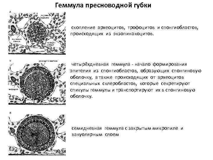 Геммула пресноводной губки скопление археоцитов, трофоцитов и спонгиобластов, происходящих из экзопинакоцитов. четырёхдневная геммула -