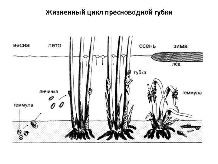 Жизненный цикл пресноводной губки 