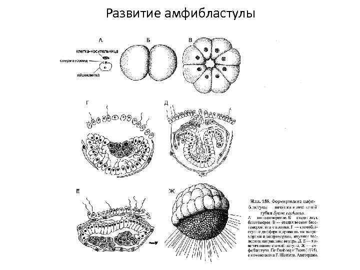 Развитие амфибластулы 