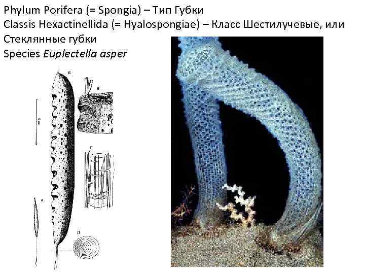 Phylum Porifera (= Spongia) – Тип Губки Classis Hexactinellida (= Hyalospongiae) – Класс Шестилучевые,