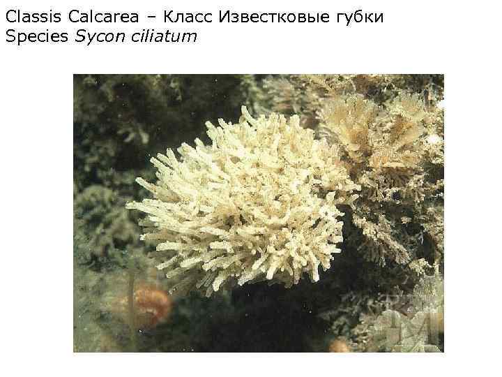 Classis Calcarea – Класс Известковые губки Species Sycon ciliatum 