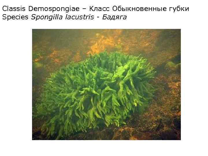 Classis Demospongiae – Класс Обыкновенные губки Species Spongilla lacustris - Бадяга 