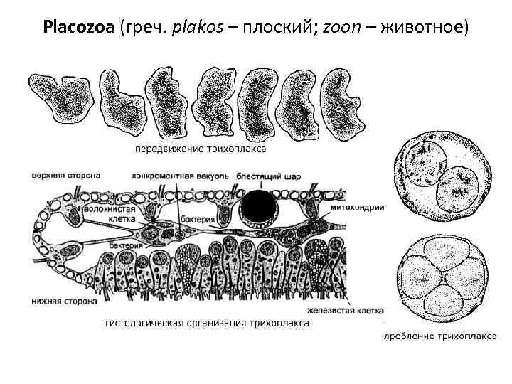 Placozoa (греч. plakos – плоский; zoon – животное) 