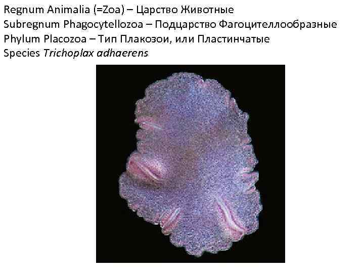 Regnum Animalia (=Zoa) – Царство Животные Subregnum Phagocytellozoa – Подцарство Фагоцителлообразные Phylum Placozoa –