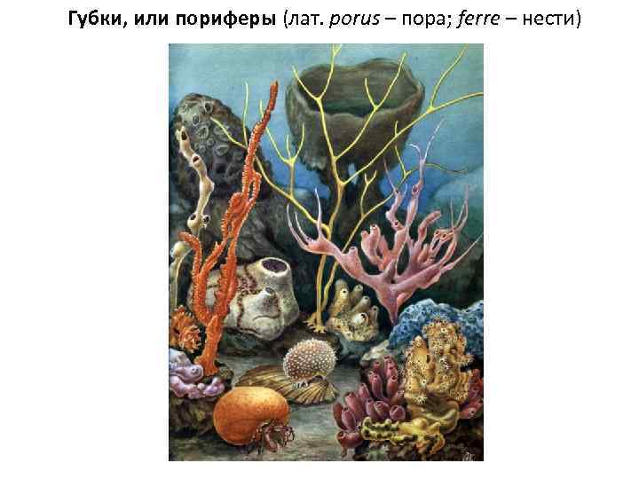 Губки, или пориферы (лат. porus – пора; ferre – нести) 