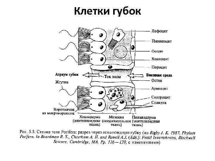 Клетки губок 