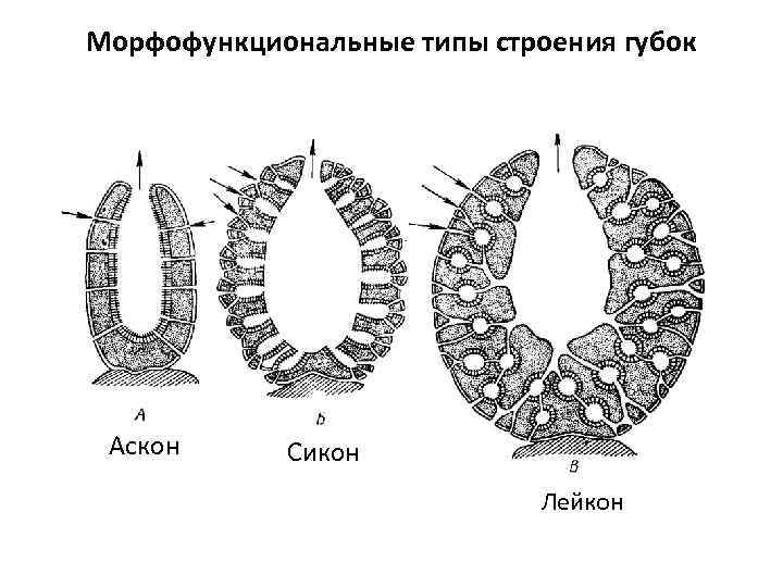 Рисунок тип губки