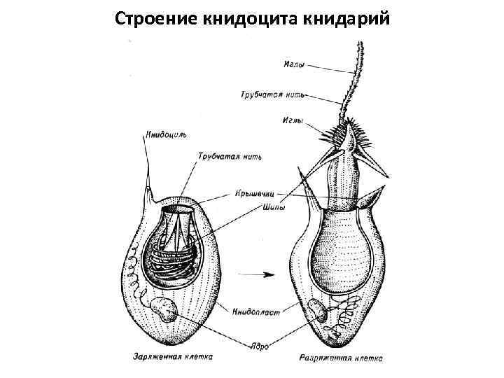 Строение книдоцита книдарий 