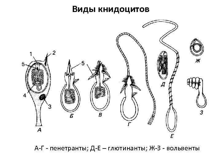 Виды книдоцитов А-Г - пенетранты; Д-Е – глютинанты; Ж-З - вольвенты 