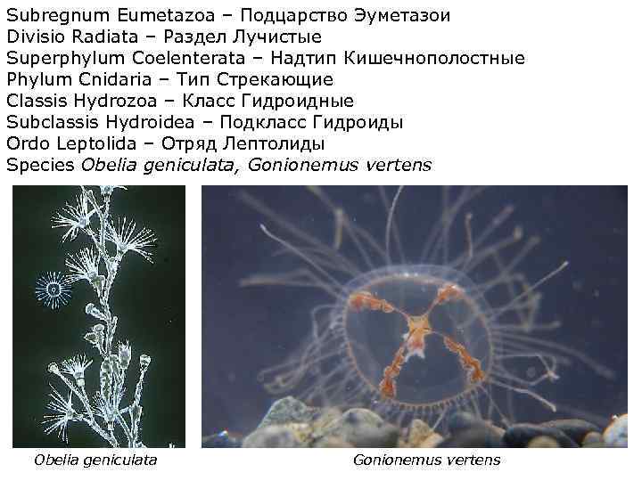 Subregnum Eumetazoa – Подцарство Эуметазои Divisio Radiata – Раздел Лучистые Superphylum Coelenterata – Надтип