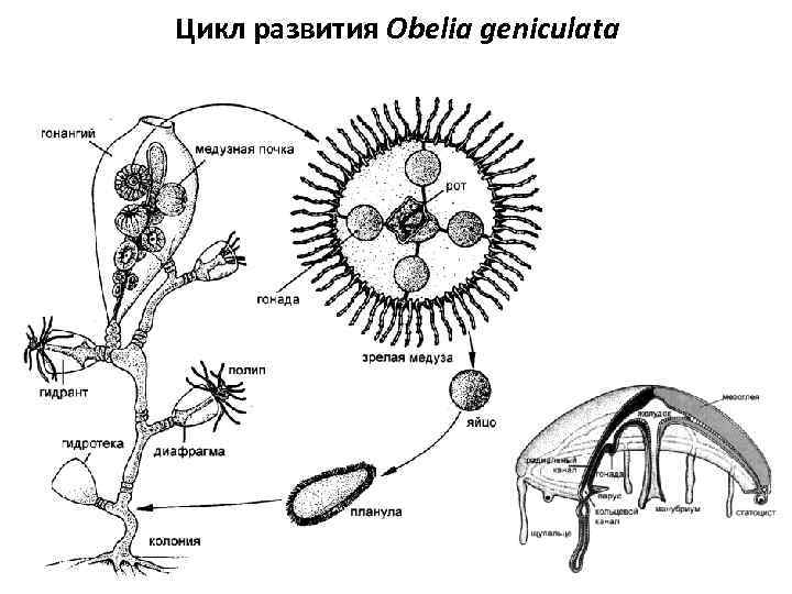 Жизненный цикл полипа. Жизненный цикл ГИДРОИДА Aurelia. Жизненный цикл ГИДРОИДА обелии. Обелия геникулата. Цикл развития гидроидного полипа.