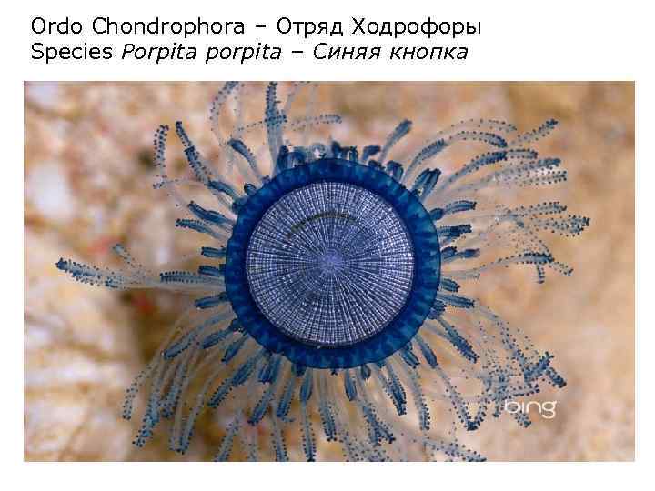 Ordo Chondrophora – Отряд Ходрофоры Species Porpita porpita – Синяя кнопка 