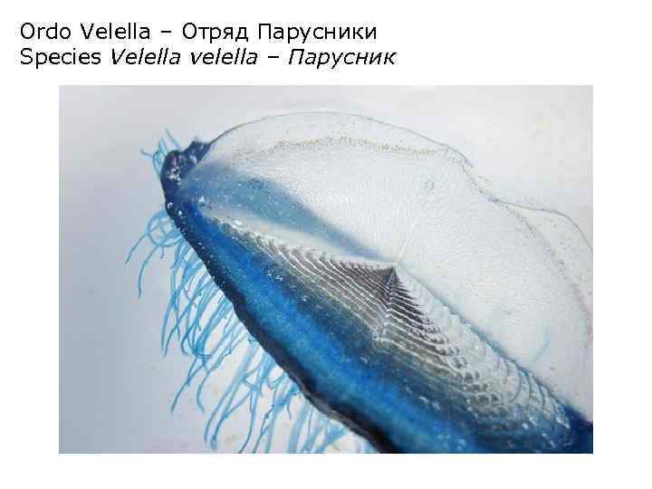 Ordo Velella – Отряд Парусники Species Velella velella – Парусник 