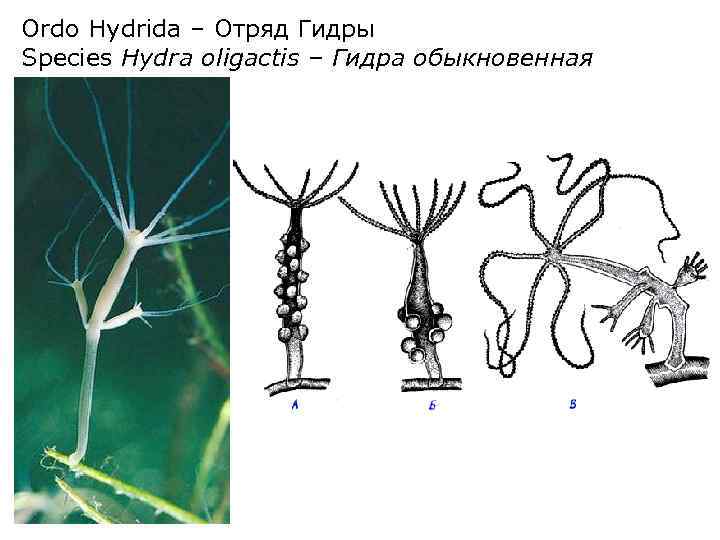 Питание гидры циклопами. Гидра вульгарис. Гидра олигактис. Гидры Стрекающие. Гидра hydra oligactis..