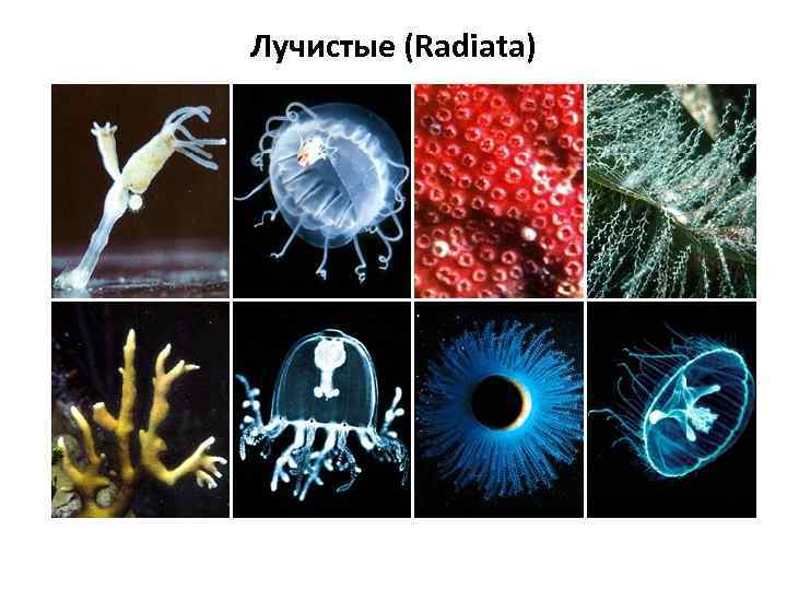 Лучистые (Radiata) 