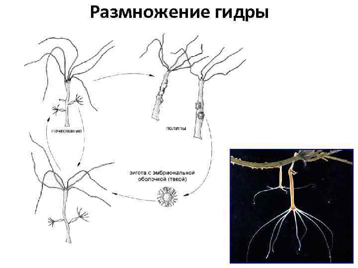 Размножение гидры 