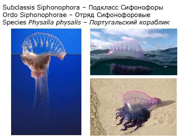 Subclassis Siphonophora – Подкласс Сифонофоры Ordo Siphonophorae – Отряд Сифонофоровые Species Physalia physalis –