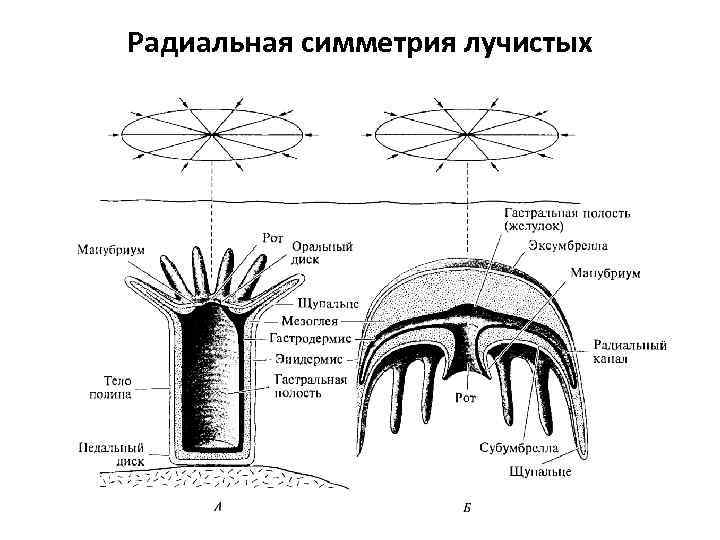 Радиальная симметрия лучистых 