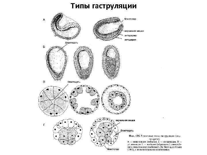 Гаструляция иммиграция рисунок