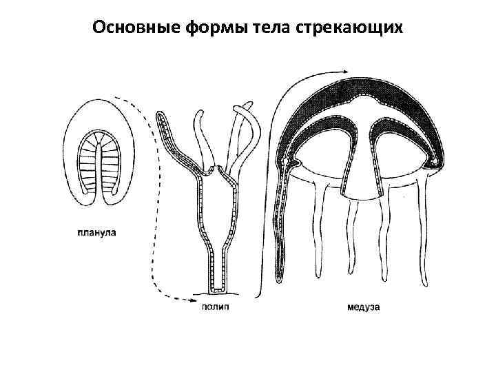 Основные формы тела стрекающих 