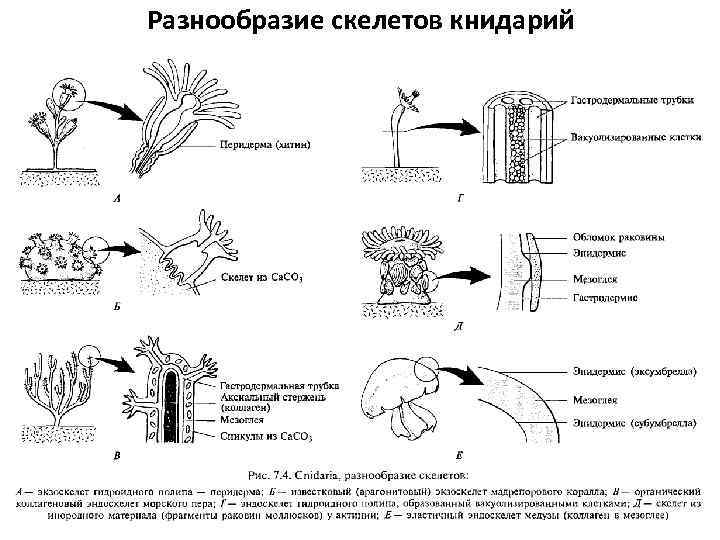 Разнообразие скелетов книдарий 