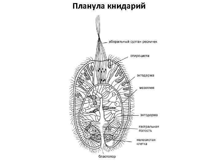 Планула книдарий 