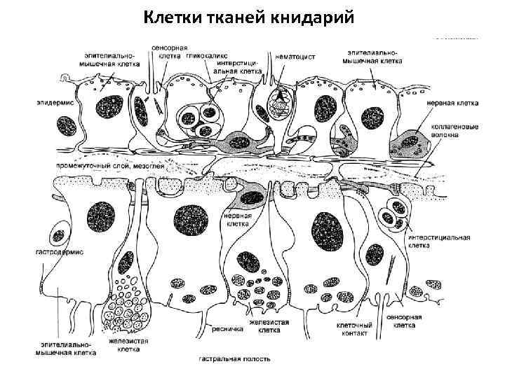 Клетки тканей книдарий 