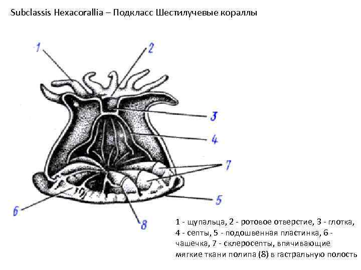 Subclassis Hexacorallia – Подкласс Шестилучевые кораллы 1 - щупальца, 2 - ротовое отверстие, 3