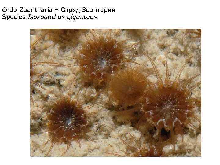 Ordo Zoantharia – Отряд Зоантарии Species Isozoanthus giganteus 