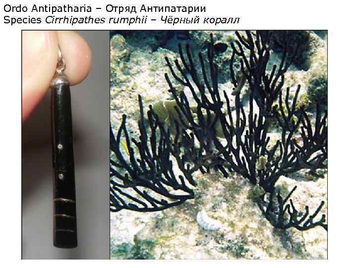 Ordo Antipatharia – Отряд Антипатарии Species Сirrhipathes rumphii – Чёрный коралл 