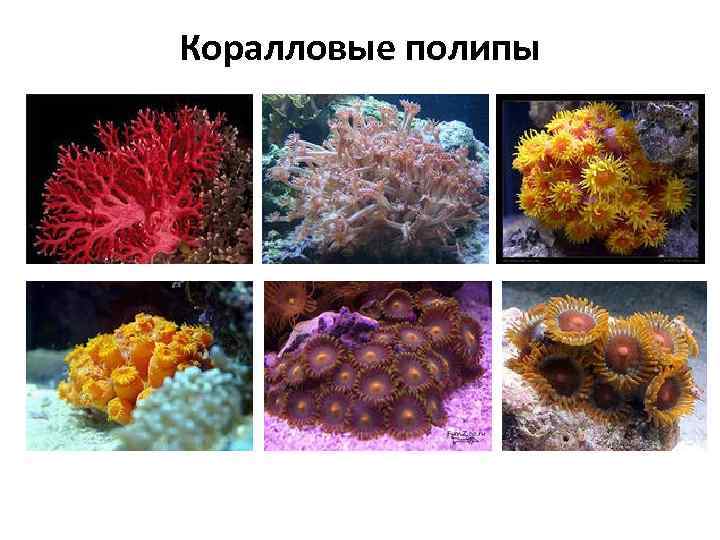 Коралловые полипы презентация