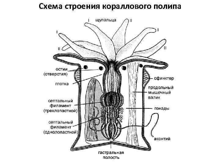 Полип альциониум рисунок