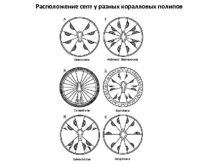 Расположение септ у разных коралловых полипов 