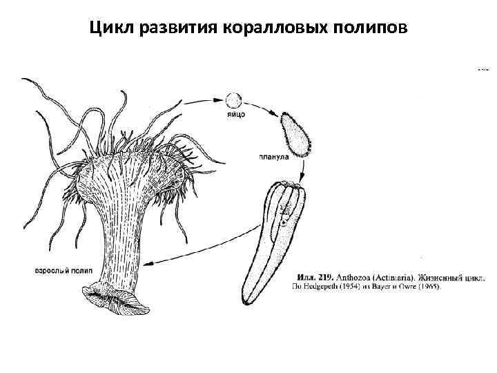 Цикл развития коралловых полипов 