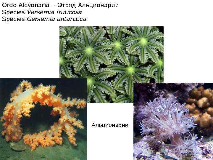 Сравнительная характеристика шести и восьмилучевых кораллов. Восьмилучевые коралловые полипы. Коралловые полипы альционарии. Коралловые полипы фильтраторы.