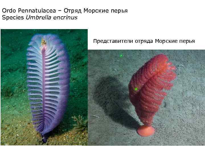 Ordo Pennatulacea – Отряд Морские перья Species Umbrella encrinus Представители отряда Морские перья 