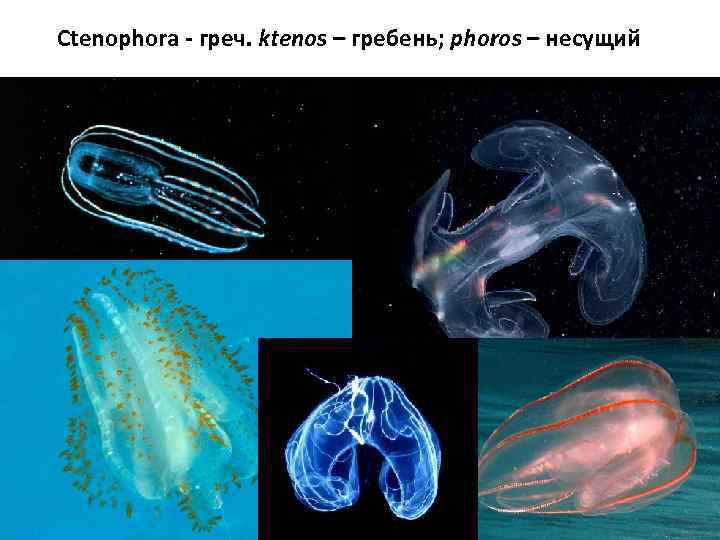 Ctenophora - греч. ktenos – гребень; phoros – несущий 
