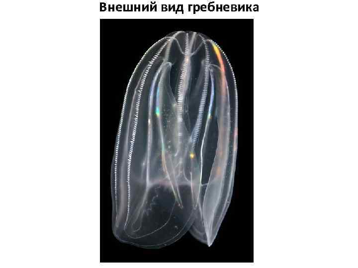 Внешний вид гребневика 