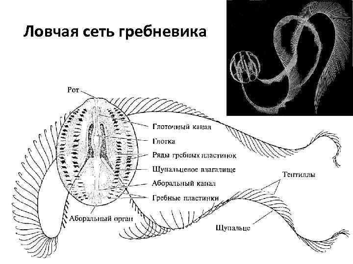 Ловчая сеть гребневика 