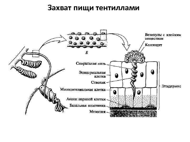 Захват пищи тентиллами 