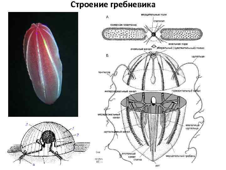 Строение гребневика 